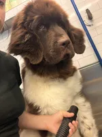 Gracie, a female Newfoundland for sale in Covina, CA – 4 of 5