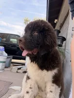Gracie, a female Newfoundland for sale in Covina, CA – 2 of 5