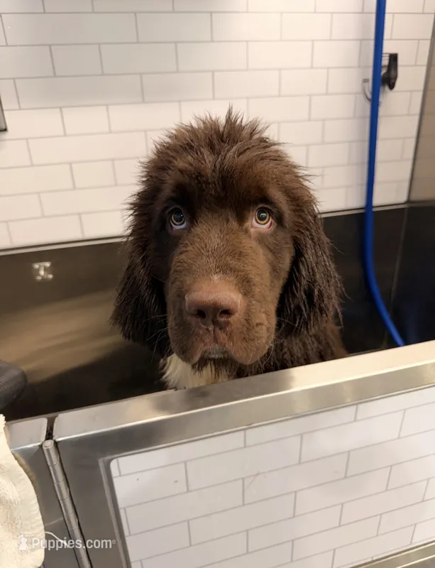 Gracie – Newfoundland puppy for sale in Covina, CA