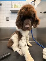 Gracie, a female Newfoundland for sale in Covina, CA – 5 of 5