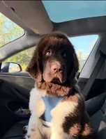 Gracie, a female Newfoundland for sale in Covina, CA – 3 of 5