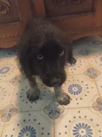 Boots, a female Pyredoodle for sale in Saint Johnsbury, VT – 1 of 1
