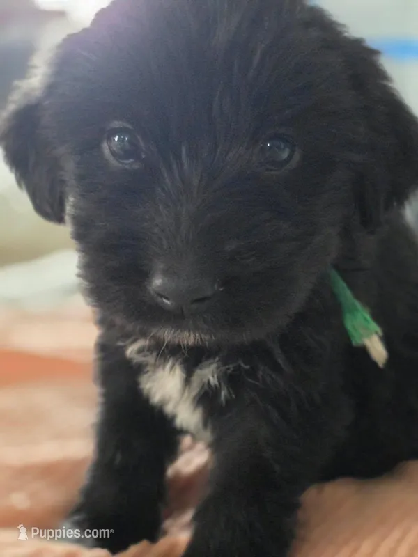 Dozer – Pyredoodle puppy for sale in Saint Johnsbury, VT