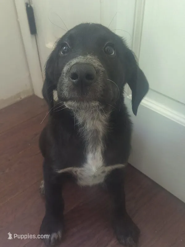 Brendan – Pyredoodle puppy for sale in Saint Johnsbury, VT