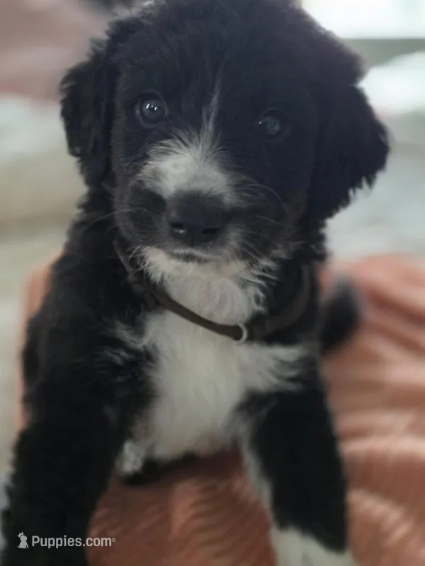 Maple  – Pyredoodle puppy for sale in Saint Johnsbury, VT