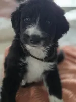 Photo of Maple 