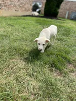 Jolene , a female Australian Shepherd and Golden Retriever for sale in Dayton, OH – 8 of 8