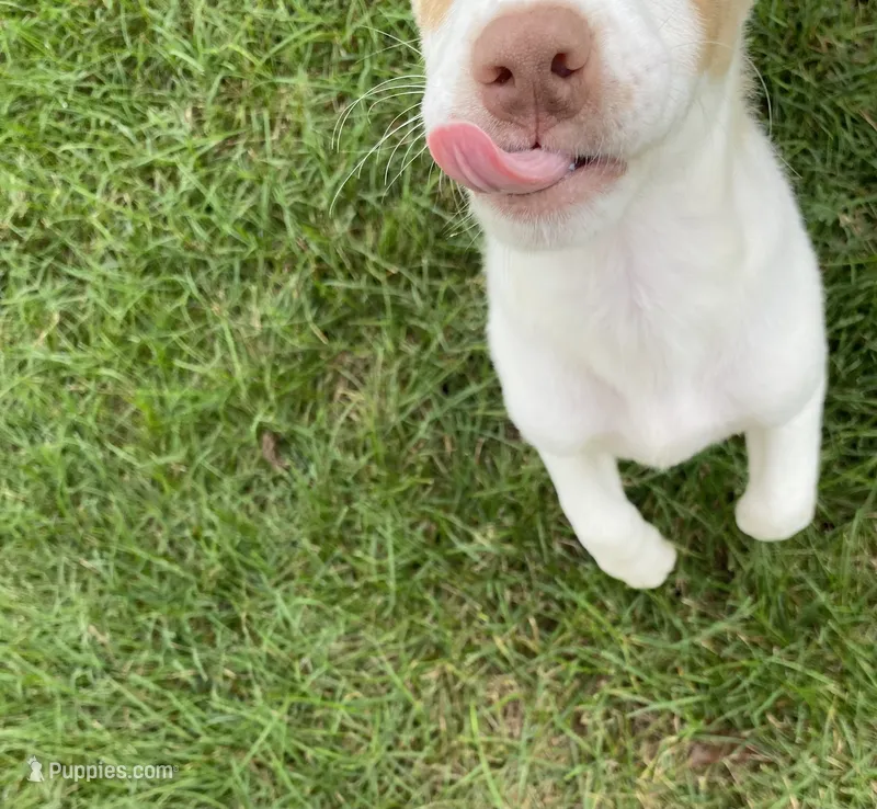 Jaxon  – Australian Shepherd, Golden Retriever puppy for sale in Dayton, OH