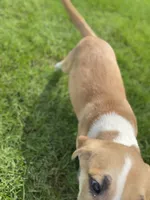 Buster, a male Australian Shepherd and Golden Retriever for sale in Dayton, OH – 2 of 4