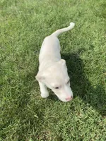 Jolene , a female Australian Shepherd and Golden Retriever for sale in Dayton, OH – 6 of 8