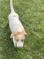 Jaxon , a male Australian Shepherd and Golden Retriever for sale in Dayton, OH – 7 of 8