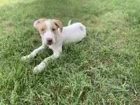 Jaxon , a male Australian Shepherd and Golden Retriever for sale in Dayton, OH – 4 of 8