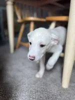 Jolene , a female Australian Shepherd and Golden Retriever for sale in Dayton, OH – 2 of 8