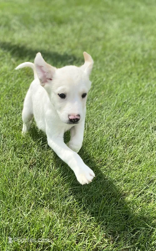 Jolene  – Australian Shepherd, Golden Retriever puppy for sale in Dayton, OH