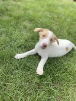 Jaxon , a male Australian Shepherd and Golden Retriever for sale in Dayton, OH – 2 of 8