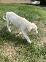 Jolene , a female Australian Shepherd and Golden Retriever for sale in Dayton, OH – 3 of 8