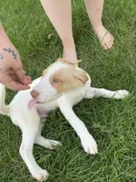Jaxon , a male Australian Shepherd and Golden Retriever for sale in Dayton, OH – 5 of 8