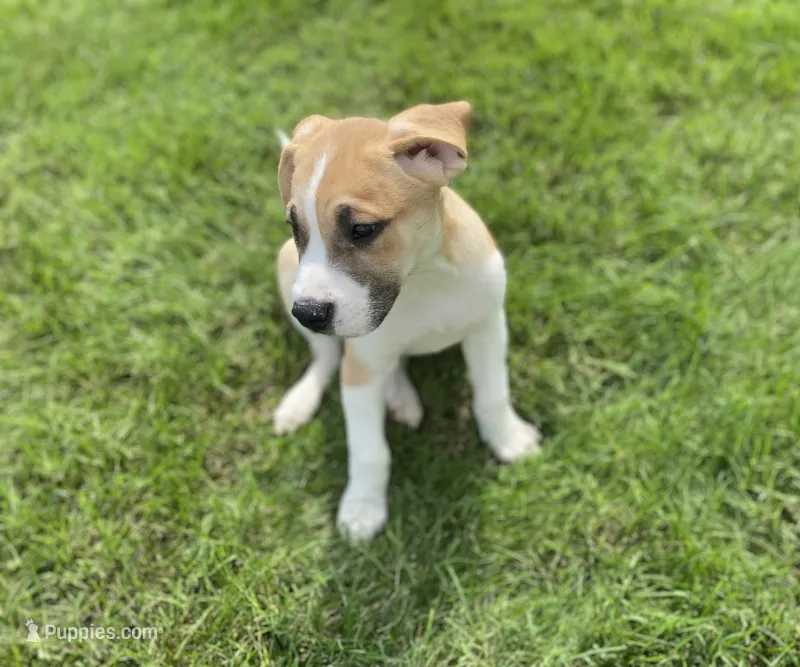 Buster – Australian Shepherd, Golden Retriever puppy for sale in Dayton, OH