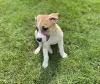 Buster, a male Australian Shepherd and Golden Retriever for sale in Dayton, OH – 1 of 4