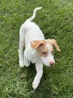 Jaxon , a male Australian Shepherd and Golden Retriever for sale in Dayton, OH – 8 of 8