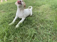 Jaxon , a male Australian Shepherd and Golden Retriever for sale in Dayton, OH – 6 of 8