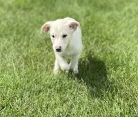 Jolene , a female Australian Shepherd and Golden Retriever for sale in Dayton, OH – 7 of 8