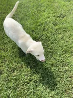 Jolene , a female Australian Shepherd and Golden Retriever for sale in Dayton, OH – 4 of 8