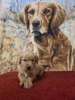 Skip, a male Golden Retriever for sale in Lowell, AR – 2 of 5