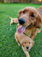 Sugar, a female Golden Retriever for sale in Lowell, AR – 5 of 6