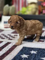 Honey, a female Poodle - Miniature  for sale in Lowell, AR – 3 of 8