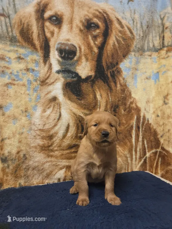 Honey – Golden Retriever puppy for sale in Lowell, AR