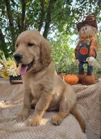 Skip, a male Golden Retriever for sale in Lowell, AR – 7 of 10