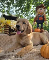 Skip, a male Golden Retriever for sale in Lowell, AR – 6 of 10