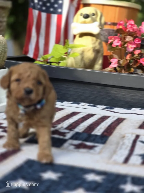 Buddy – Poodle - Miniature  puppy for sale in Lowell, AR
