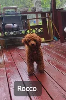 Honey , a female Cockapoo and Poodle - Miniature  for sale in Lowell, AR – 8 of 9
