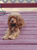 Honey , a female Cockapoo and Poodle - Miniature  for sale in Lowell, AR – 9 of 9