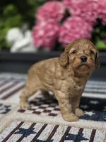 Honey , a female Cockapoo and Poodle - Miniature  for sale in Lowell, AR – 2 of 9