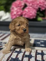 Honey , a female Cockapoo and Poodle - Miniature  for sale in Lowell, AR – 1 of 9