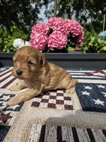 Honey , a female Cockapoo and Poodle - Miniature  for sale in Lowell, AR – 5 of 9