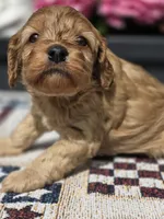 Honey , a female Cockapoo and Poodle - Miniature  for sale in Lowell, AR – 6 of 9