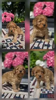 Honey , a female Cockapoo and Poodle - Miniature  for sale in Lowell, AR – 4 of 9