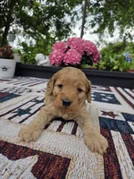 Honey , a female Cockapoo and Poodle - Miniature  for sale in Lowell, AR – 3 of 9