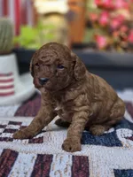 Rocco, a male Poodle - Miniature  for sale in Lowell, AR – 5 of 6