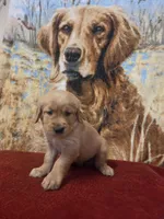 Teddy, a male Golden Retriever for sale in Lowell, AR – 3 of 4