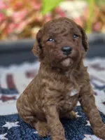 Rocco, a male Poodle - Miniature  for sale in Lowell, AR – 6 of 6