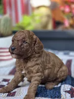 Rocco, a male Poodle - Miniature  for sale in Lowell, AR – 2 of 6