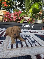 Buddy, a male Poodle - Miniature  for sale in Lowell, AR – 3 of 5