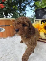 Rocco, a male Poodle - Miniature  for sale in Lowell, AR – 3 of 10