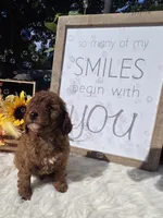 Rocco, a male Poodle - Miniature  for sale in Lowell, AR – 4 of 10