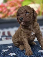 Rocco, a male Poodle - Miniature  for sale in Lowell, AR – 4 of 6